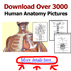 download human anatomy pictures