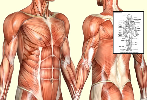 human anatomy physiology