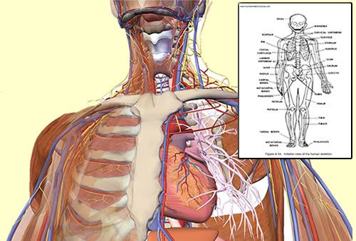 human anatomy